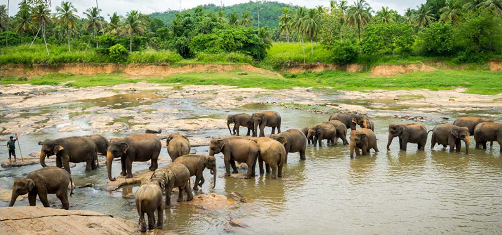Pinnawala Elephant Orphanage